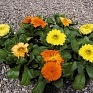 Календула лекарственная (Calendula officinalis)