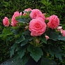 Бегония клубневая махровая (Begonia tuberhybrida)