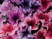 Петуния крупноцветковая (Daddy F1)