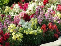 Львиный зев (Антирринум) большой (Snapshot F1)