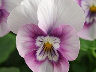 Виола рогатая (Sorbet XP F1) Виола рогатая (Sorbet XP F1)