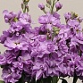 Левкой седой (Matthiola incana) Левкой седой (Matthiola incana)
