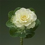 Декоративная капуста (Brassica oleracea)