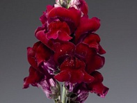 Львиный зев (Антирринум) большой (Arrow F1)