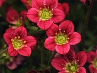 Камнеломка Арендса (Rocco)