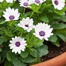 Остеоспермум Эклона (Osteospermum ecklonis)