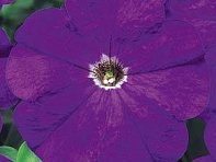 Петуния многоцветковая (Carpet F1)