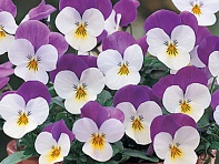 Виола рогатая (Floral Power F1)