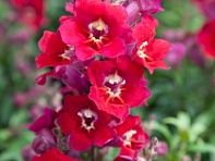 Львиный зев (Антирринум) большой (Antiquity F1)