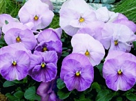 Виола виттрока