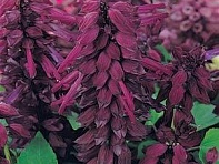 Сальвия блестящая (Vista)