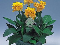 Канна садовая (Tropical)