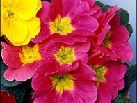 Примула бесстебельная (Leonardo F1)