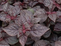 Ирезине Хербста (Purple Lady)