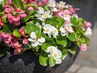 Бегония вечноцветущая (зеленая листва) (Sprint Plus F1)