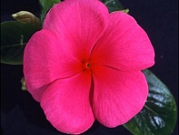 Катарантус розовый (Ocean F1)