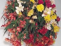 Бегония клубневая махровая ампельная (Illumination F1)