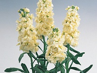 Левкой седой (Noble) Левкой седой (Noble)