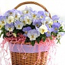 Виола виттрока ампельная (Viola wittrockiana)