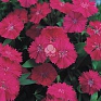 Гвоздика китайская х турецкая (Dianthus chinensis x barbatus)