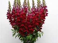 Львиный зев (Антирринум) большой (Maryland F1)