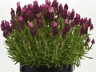 Лаванда стэхадская (Bandera)