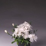 Гвоздика гибридная (Dianthus interspecific)