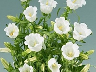 Колокольчик средний (Muse)