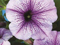 Петуния многоцветковая (Hurrah F1)