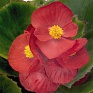 Бегония вечноцветущая (зеленая листва) (Begonia semperflorens)