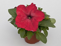 Петуния крупноцветковая (генетически компактная) (Espresso Grande F1)