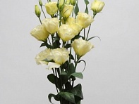 Лизиантус (Эустома) крупноцветковый (ABC F1)