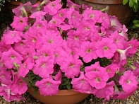 Петуния ампельная гибридная
