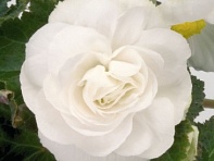 Бегония клубневая махровая многоцветковая (New Star F1)