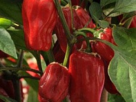 Перец летний (Sweet Heat)