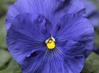 Виола Виттрока