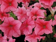 Петуния многоцветковая (генетически компактная) (Mambo GP F1)