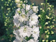 Дельфиниум гибридный (Benary's Pacific)