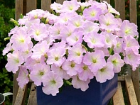 Петуния ампельная гибридная (Trilogy F1)