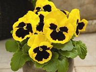 Виола Виттрока