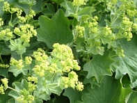 Манжетка мягкая ()