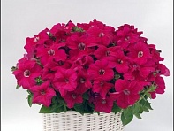 Петуния ампельная гибридная (Capri F1)