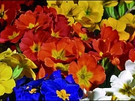 Примула полиантовая (многоцветковая) (Garden Beauty F1)