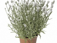 Лаванда узколистная (Scent White)