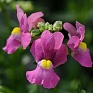 Немезия лазоревая (Nemesia foetens)