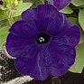 Петуния ампельная гибридная (Petunia х hybrida)