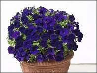 Петуния ампельная гибридная (Baby Gioconda F1)