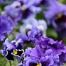 Виола виттрока махровая (Viola wittrockiana)