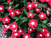 Катарантус розовый ампельный (Solar Avalanche F1)