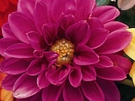 Георгина изменчивая (Hello F1)